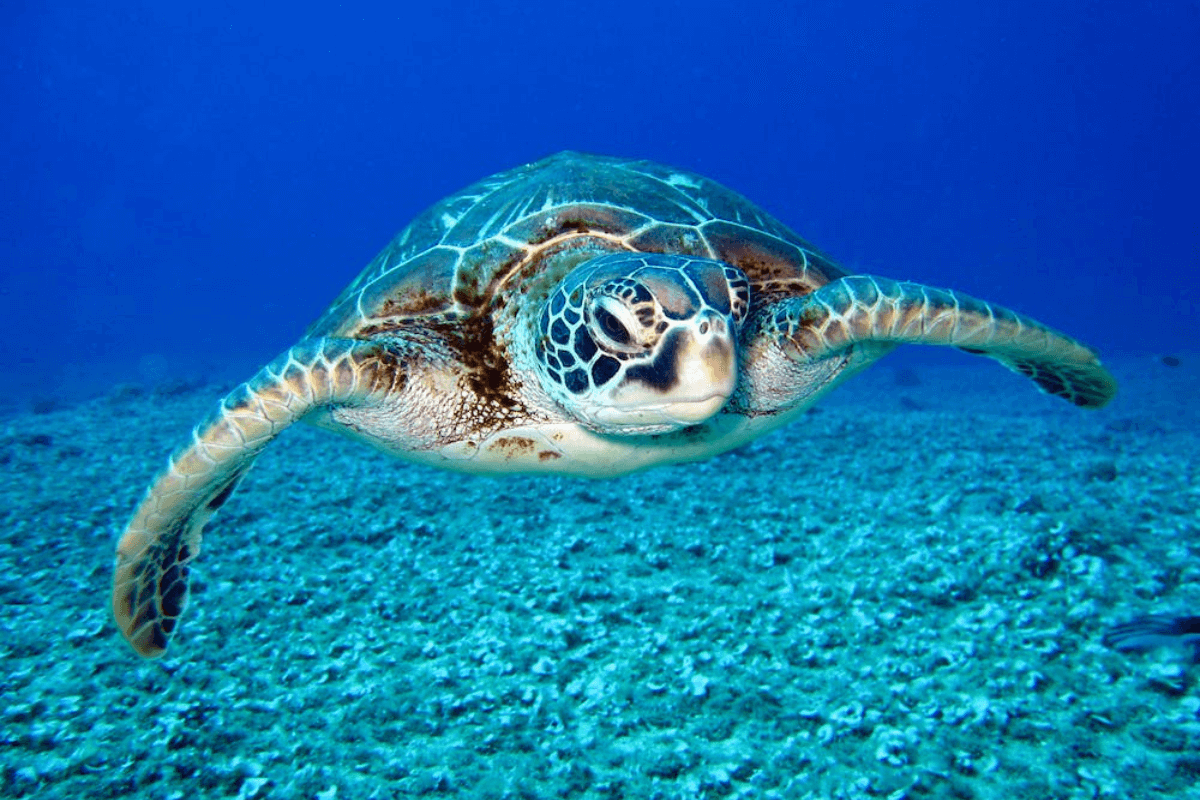 Explorando o Universo dos Animais Exóticos: Guia Detalhado de Cuidados para Tartarugas e Companhia