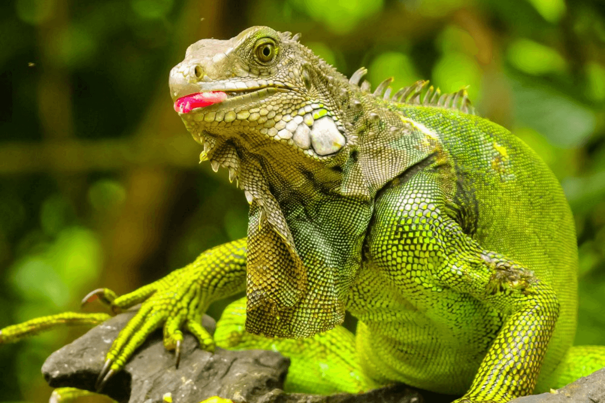 Iguana: Tudo sobre o réptil e como ter um de estimação