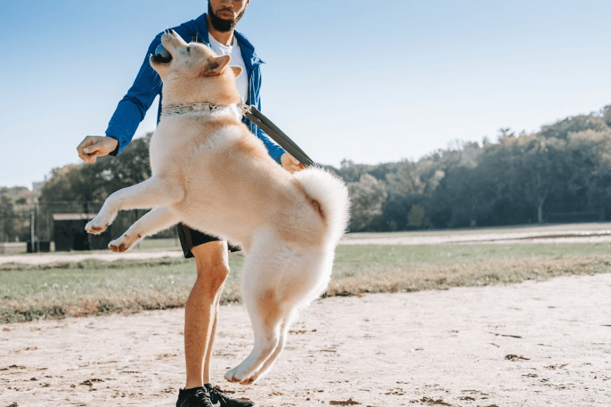 Explorando a Alegria Canina: Exercícios Divertidos para Todas as Raças