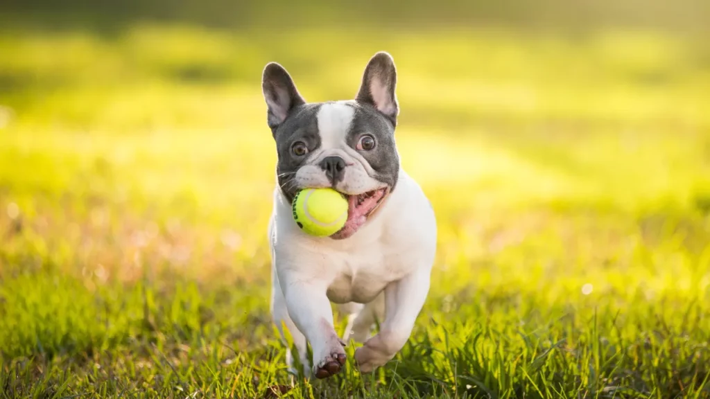 Bulldog Francês