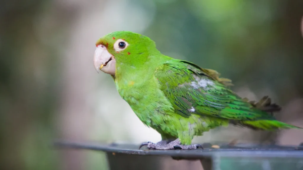 maritaca é uma das aves mais incríveis