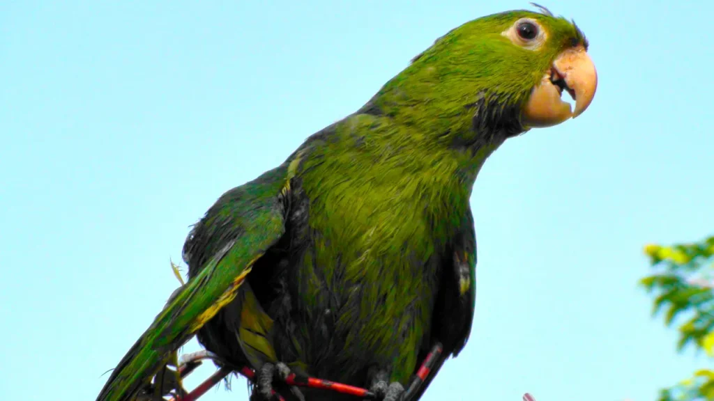 maritaca é uma das aves mais incríveis maritaca é uma das aves mais incríveis