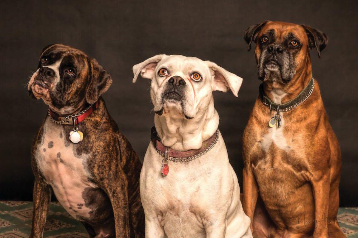 Desvendando o Comportamento Canino: Entendendo, Interpretando e Influenciando as Atitudes dos Nossos Fieis Amigos