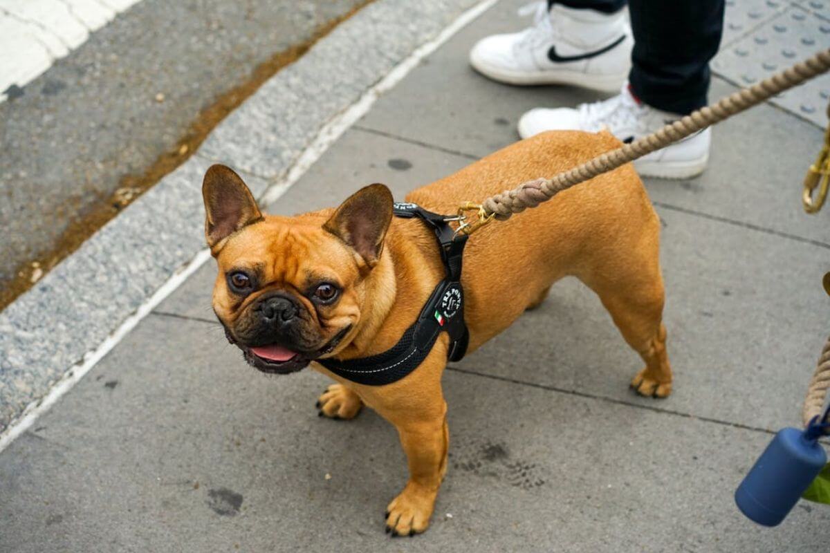 Bulldog Francês: Características e Cuidados Essenciais