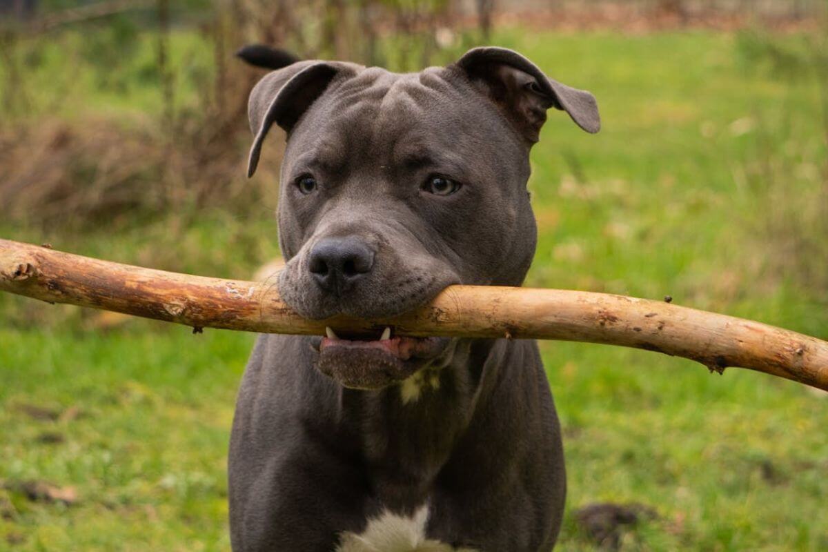 Guia Completo: Cachorro Pitbull e Seus Cuidados