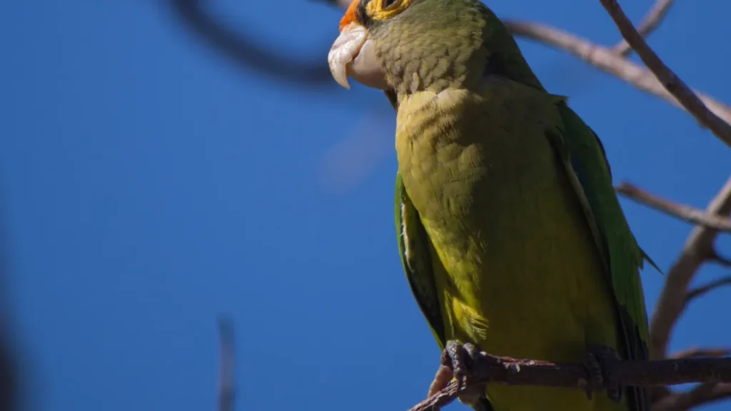 maritaca é uma das aves mais incríveis