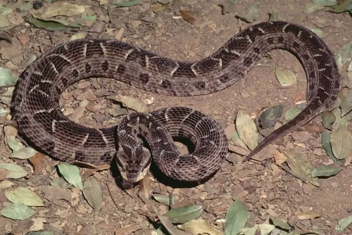 Jararaca: A Cobra Venenosa Responsável por Acidentes no Brasil