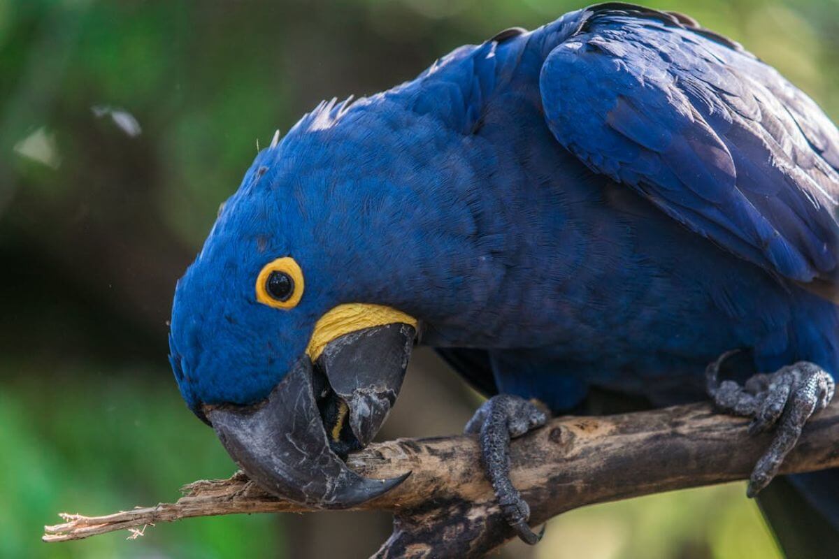 Arara Azul: Tesouro Alado da Natureza que Precisamos Preservar