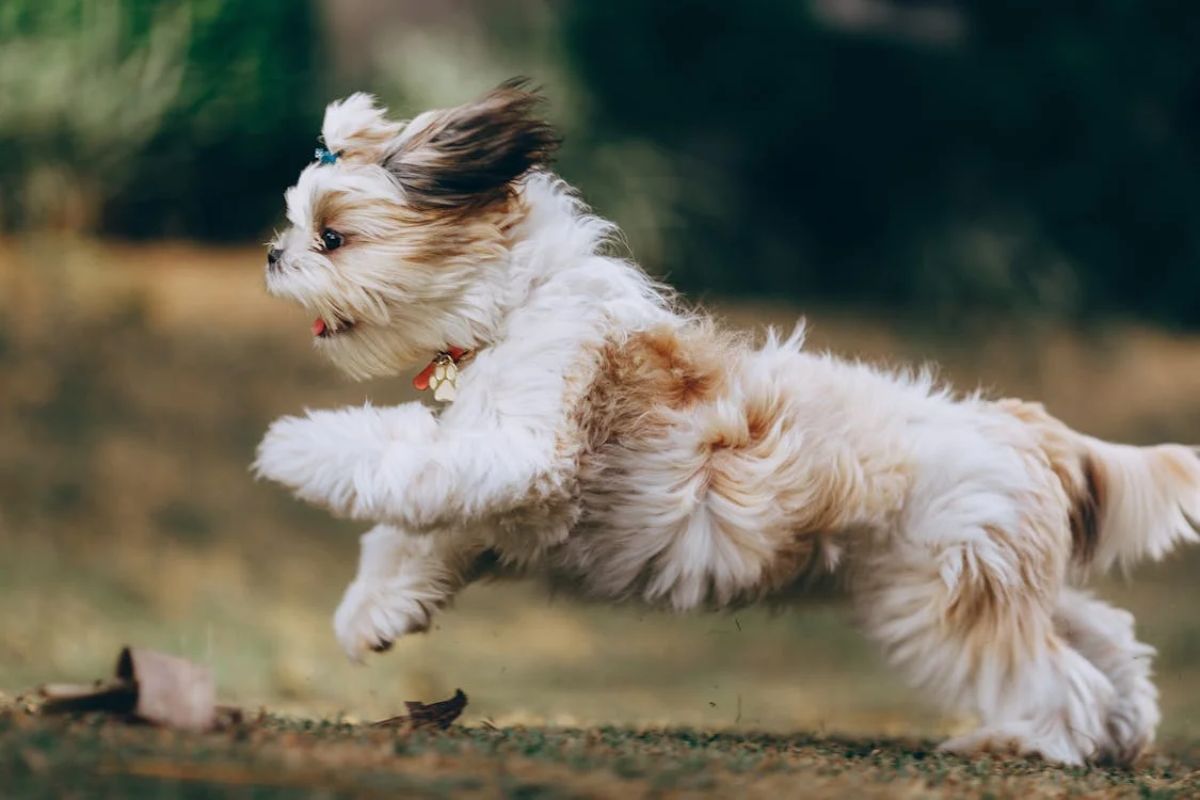 Shih Tzu – Guia Completo para Cuidar do Seu Amigo Peludo