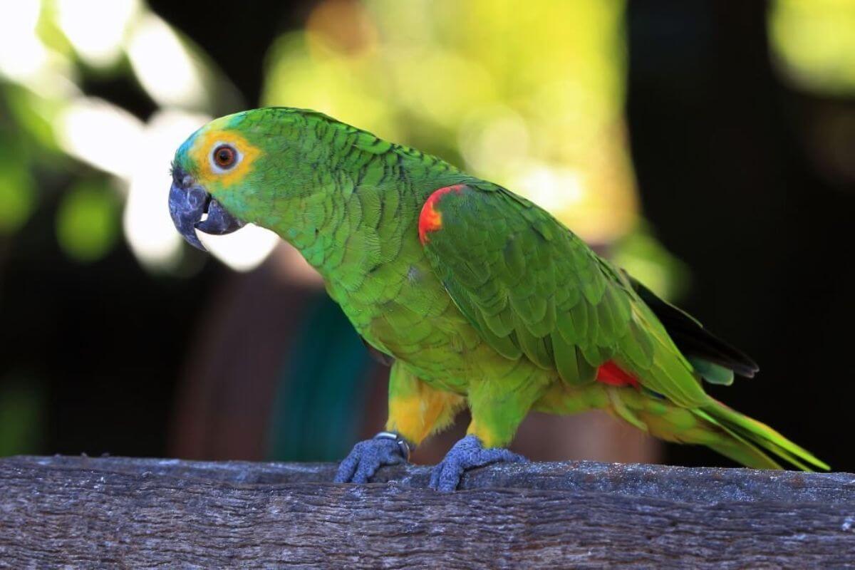 O Encantador Papagaio-verdadeiro (Amazona aestiva)