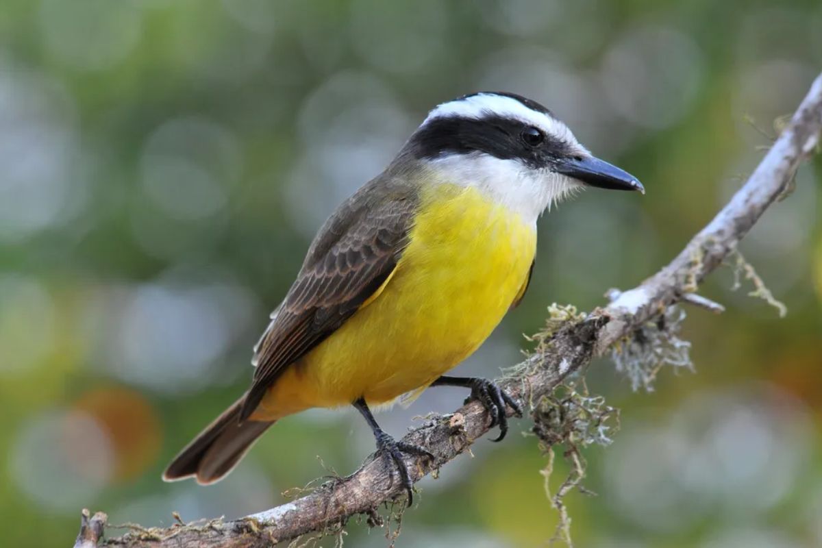 Explore o Bem-te-vi: Ave Vibrante da Fauna Brasileira