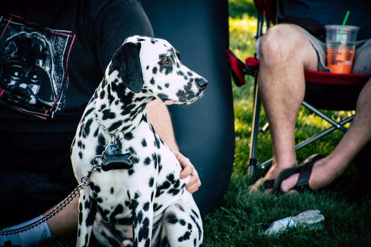 Cachorro Dálmata: Guia Completo de Cuidados