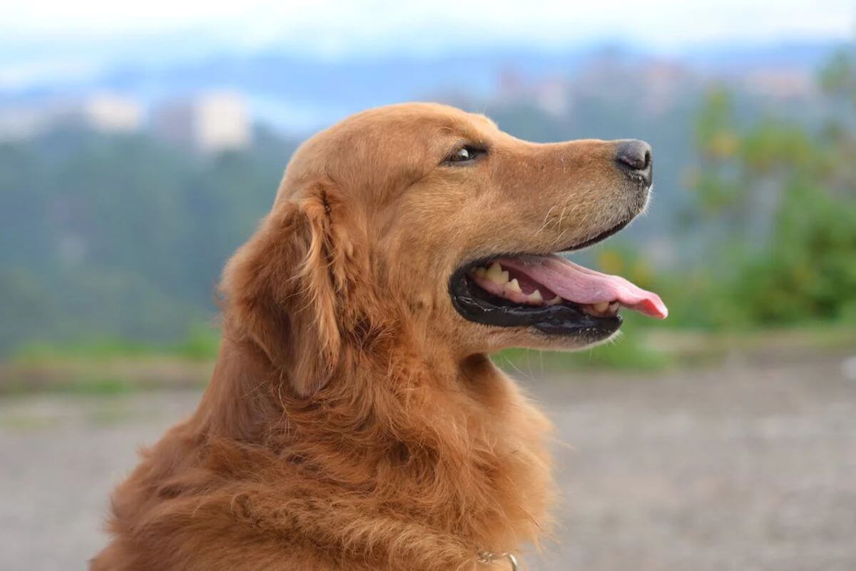 Golden Retriever: Conheça a Raça de Cães Mais Amigável e Leal