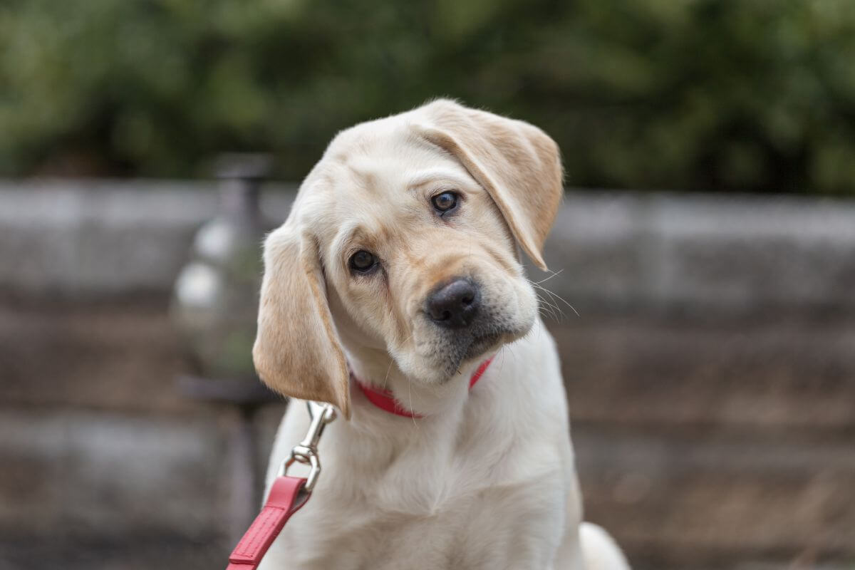 Cuidados essenciais com o Labrador Retriever: Guia completo para manter seu amigo de quatro patas saudável e feliz