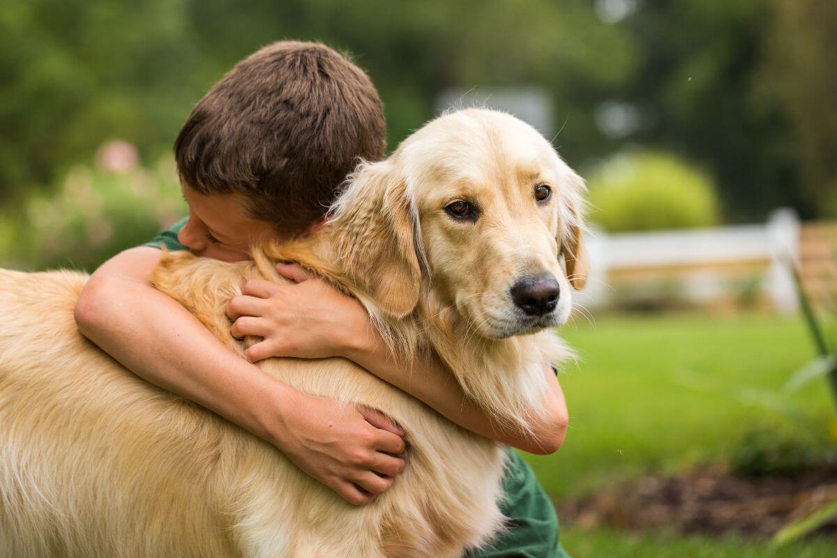 Golden Retriever o Guia Completo : Origem, Saúde, Temperamento e Cuidados Especiais