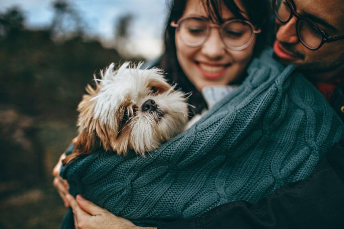 Shih Tzu: Conheça Tudo Sobre Esta Raça Encantadora!