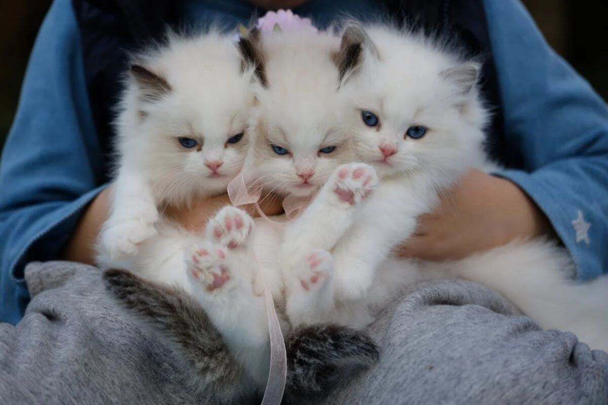 As maiores curiosidades sobre gatos: fatos interessantes que você precisa saber