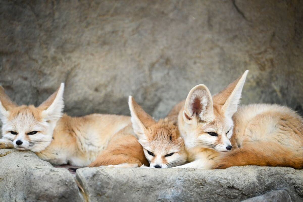 A Fascinante Fennec Raposa do Deserto