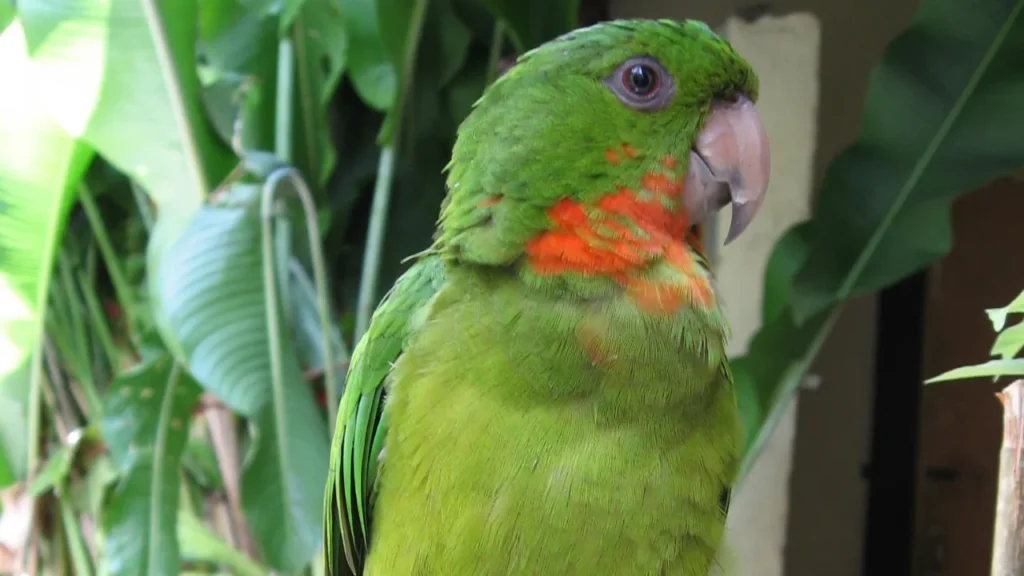 maritaca é uma das aves mais incríveis