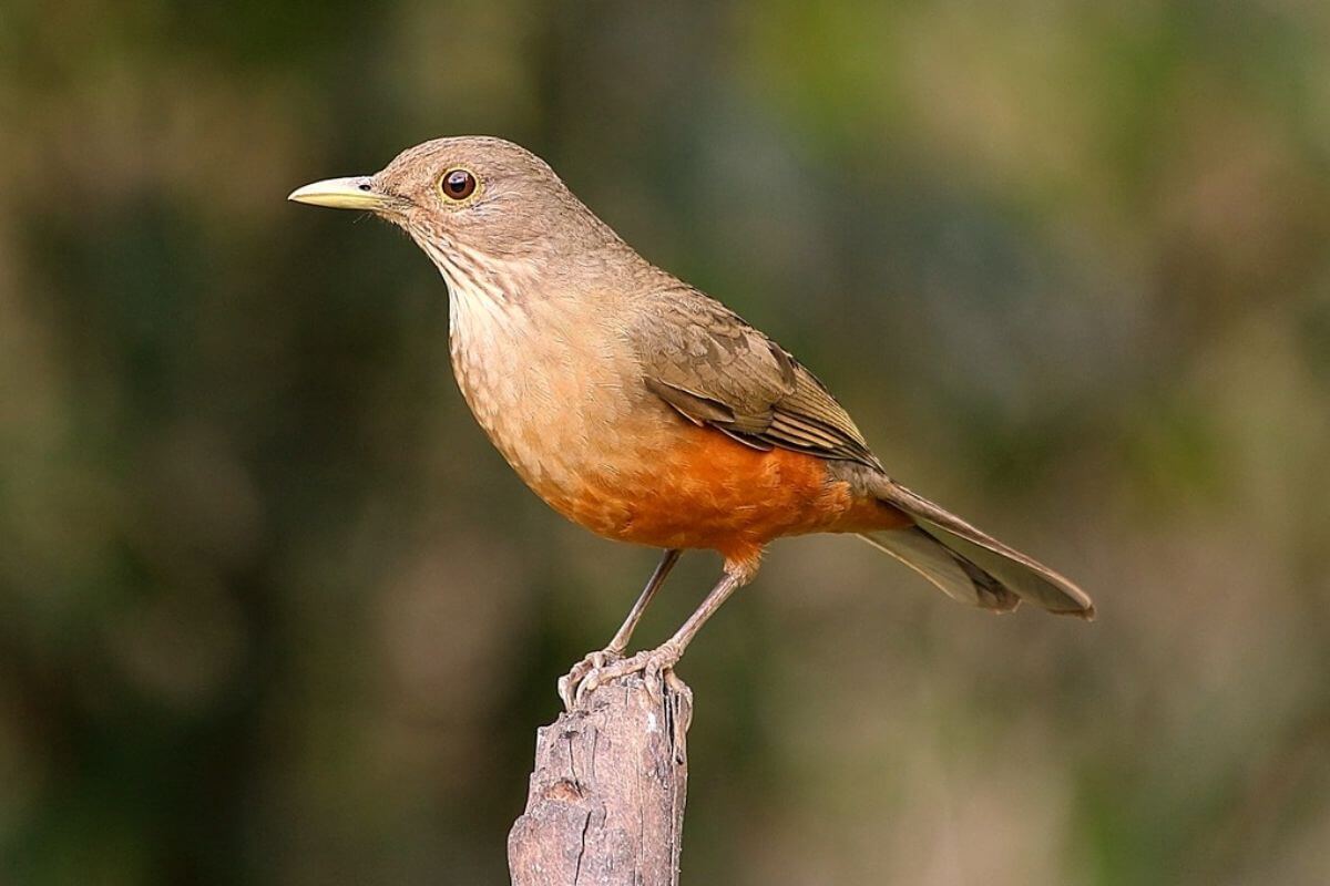 O Cantar do Pássaro Alaranjado: Um Olhar Profundo sobre o Sabiá