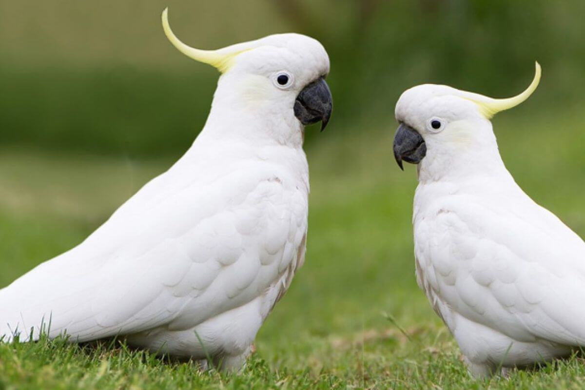 Cacatua: Conheça as Características e Curiosidades dessa Espécie