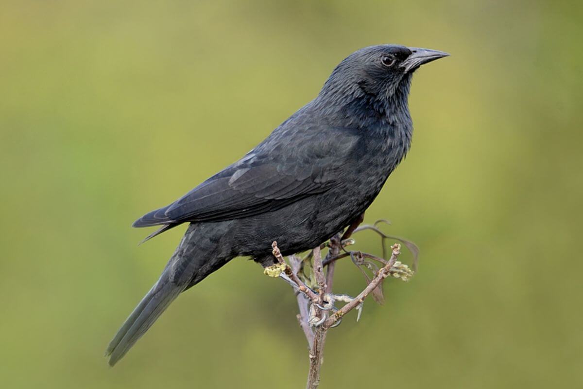 O Charme Enigmático do Pássaro Preto: Uma Jornada pela Vida e Curiosidades da Graúna