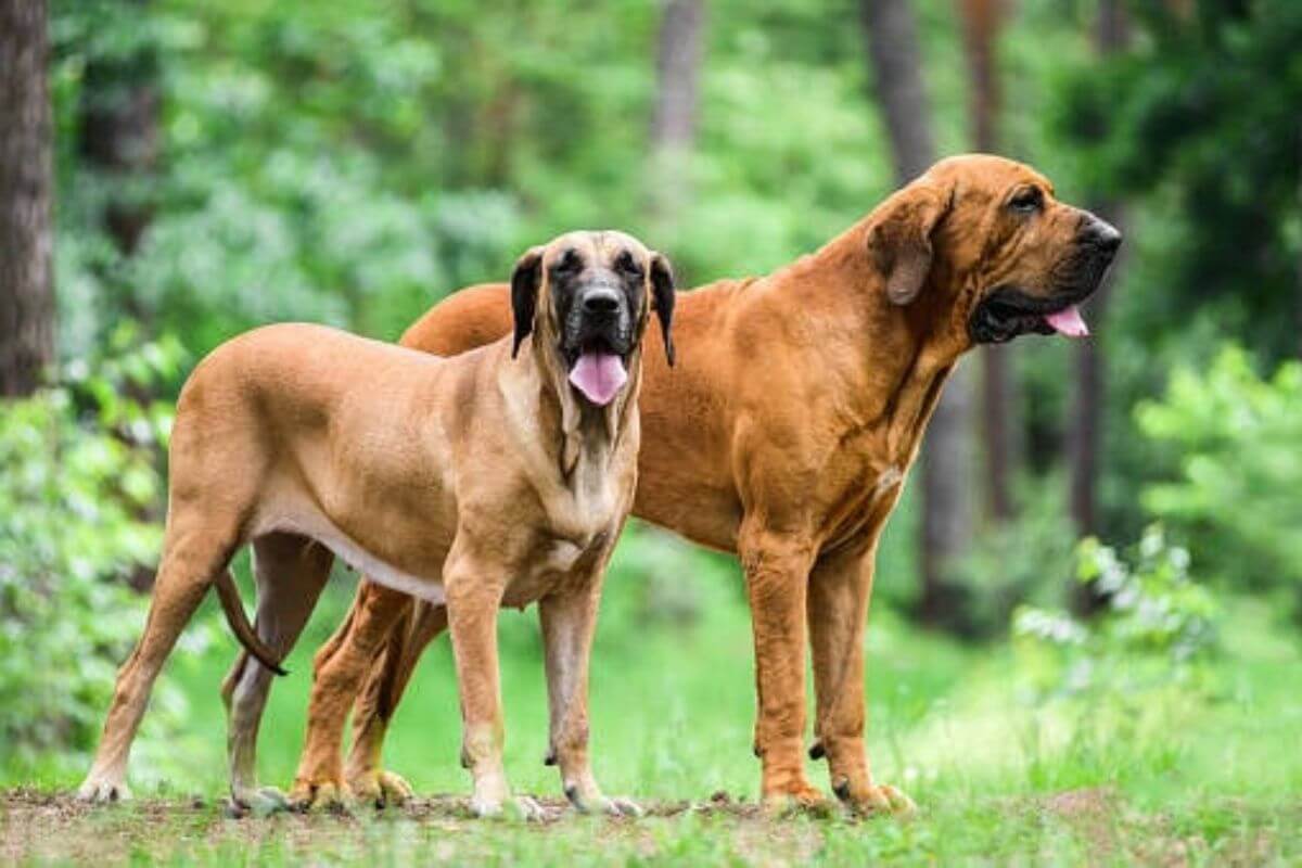 Tudo sobre o Fila Brasileiro: Origem, Pelagem, Comportamento e Cuidados