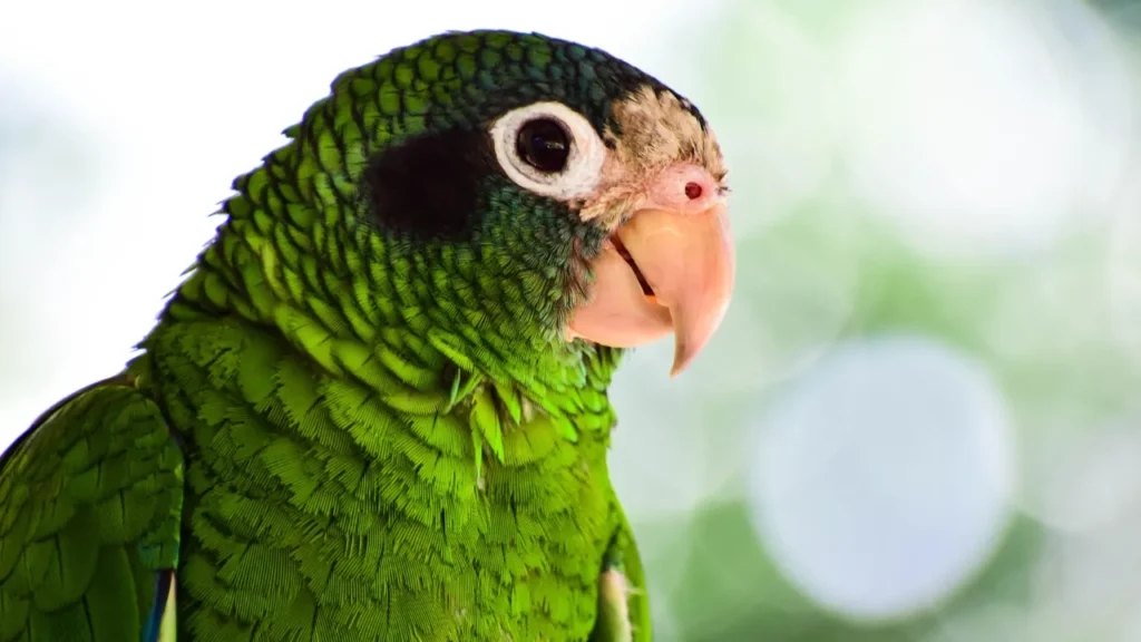 maritaca é uma das aves mais incríveis maritaca é uma das aves mais incríveis