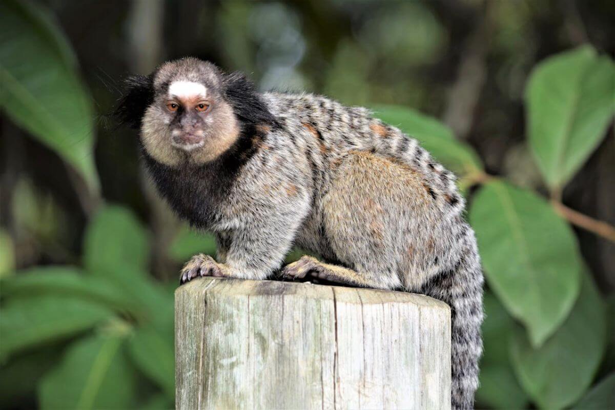 O Fascinante Mundo dos Saguis: Pequenos Primatas, Grandes Mistérios