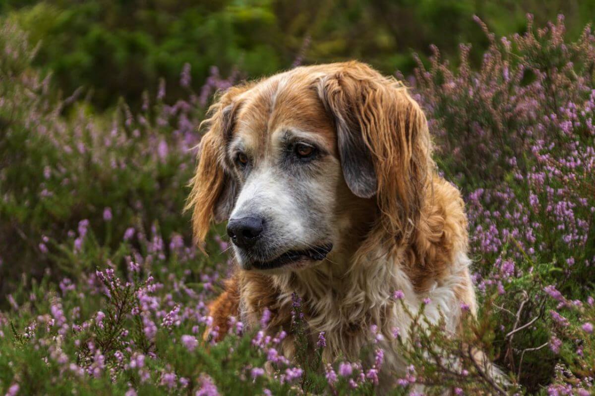 Cachorro Idoso: 7 Sinais que Indicam Chegada da Terceira Idade e Como Cuidar do Seu Fiel Amigo