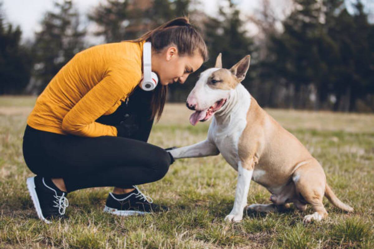 Explorando as Maravilhas do Bull Terrier: Um Estudo Detalhado da Raça Canina Intrigante