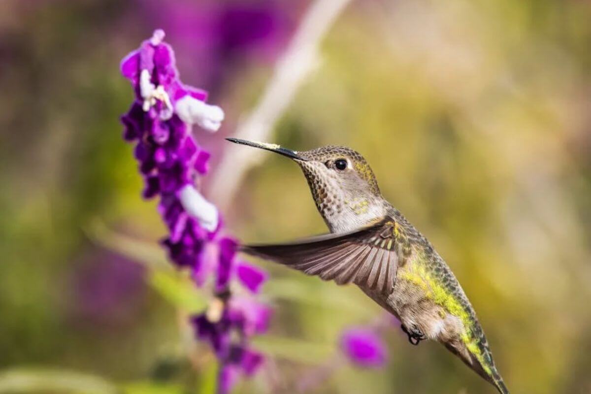 O Fascinante Mundo dos Beija-flores (Trochilidae)