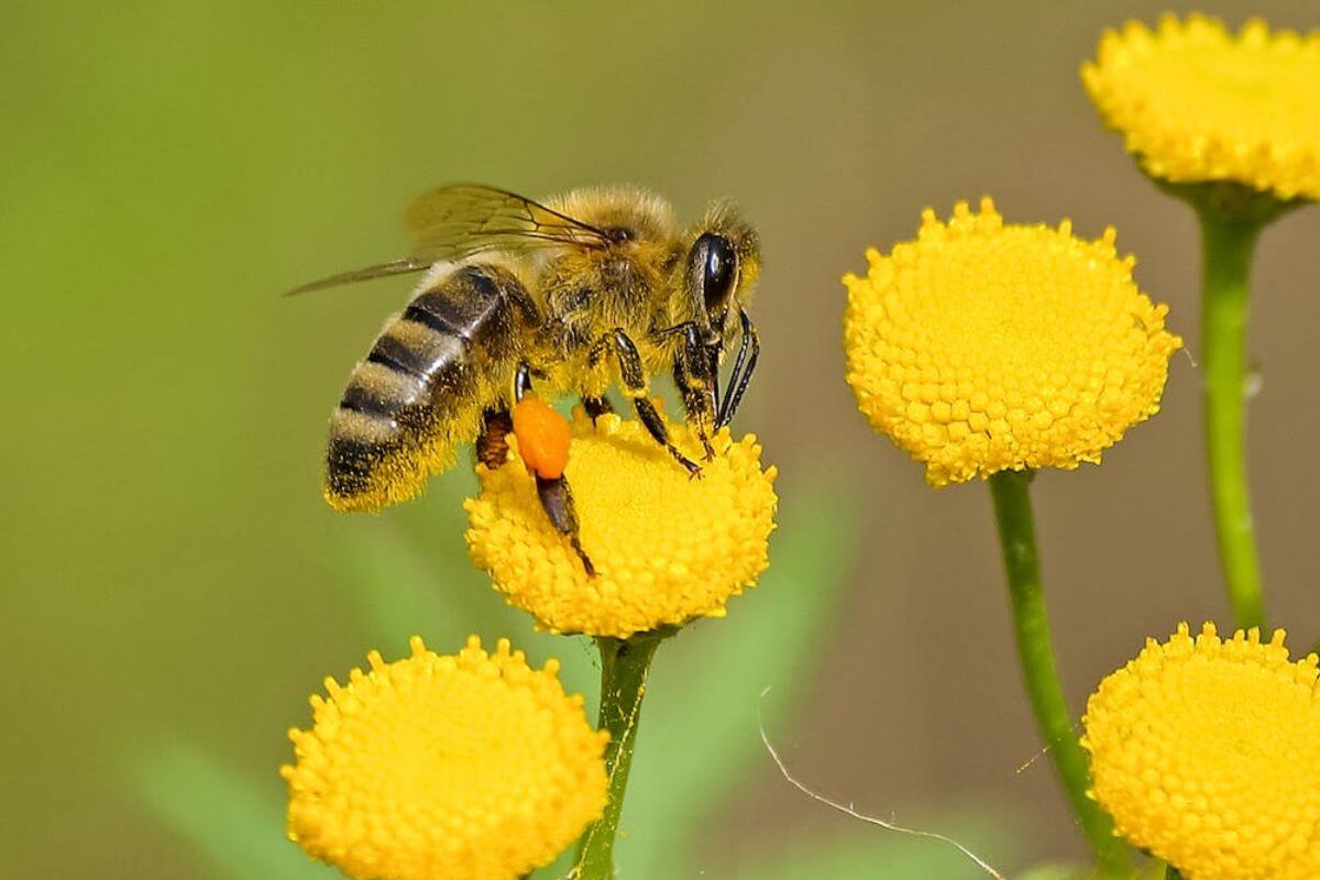 Abelhas do Brasil: Um Zumbido Multicolorido na Natureza Brasileira