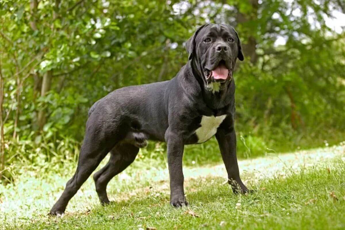 Cane Corso: O Majestoso Gigante de Origem Italiana