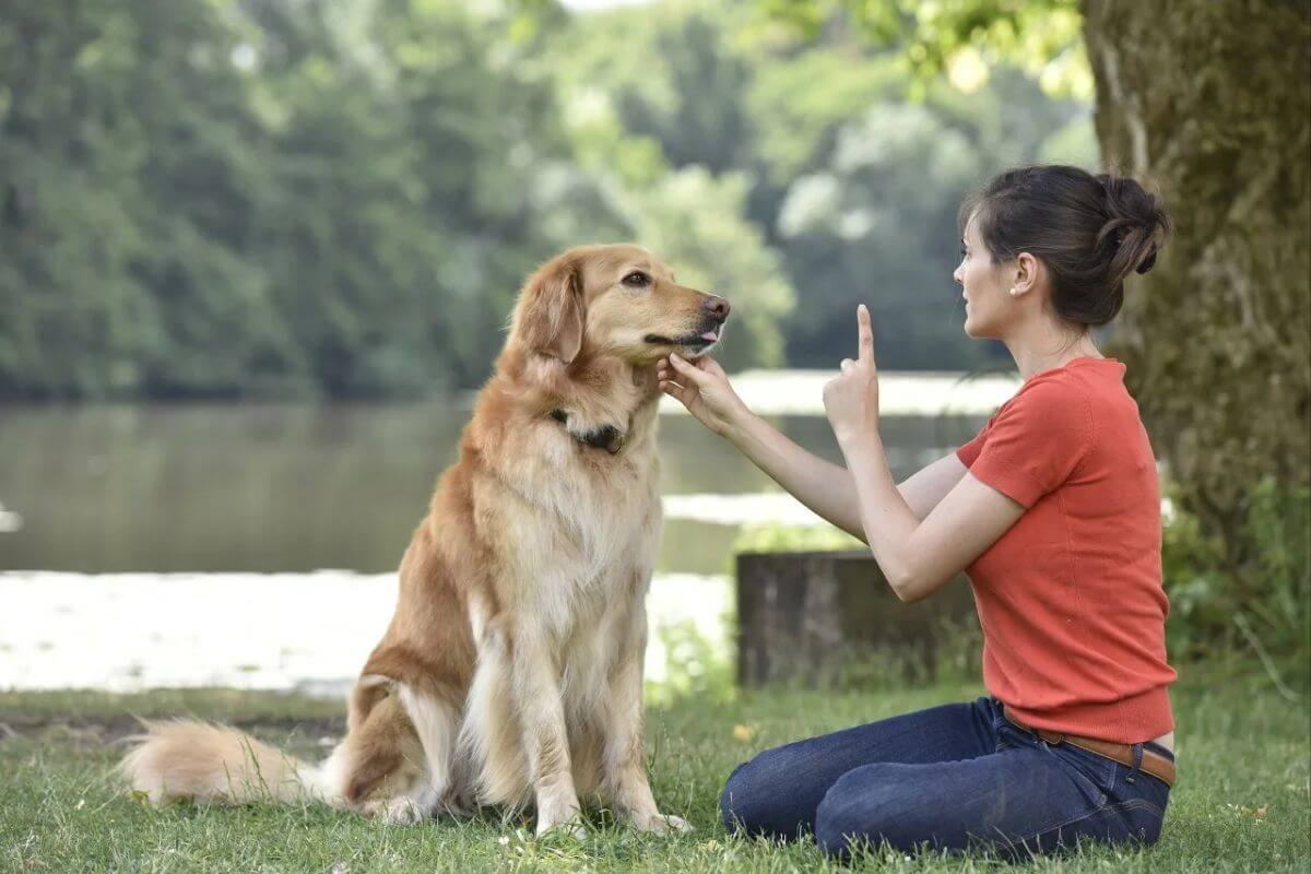 Guia para Adestrar seu Cão Profissionalmente- Domando as feras