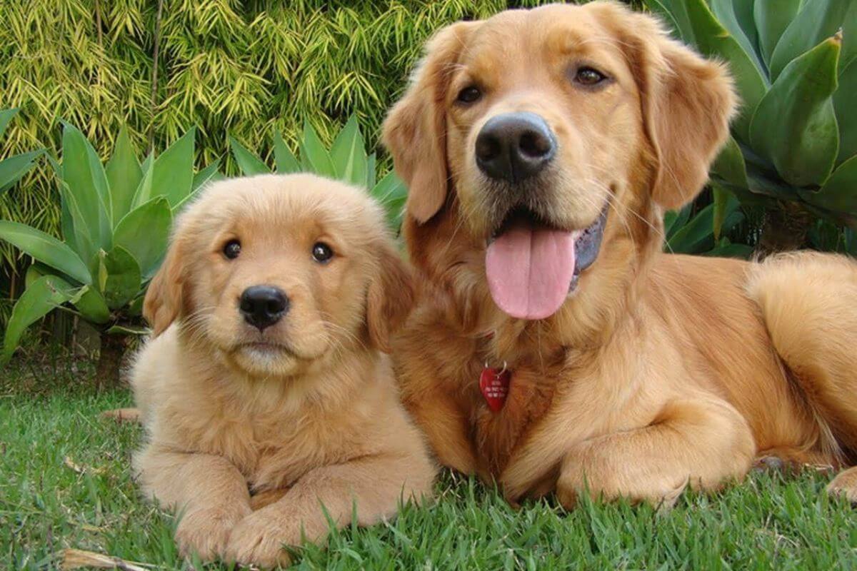 Campeões Caninos: Golden Retriever e Pastor Alemão