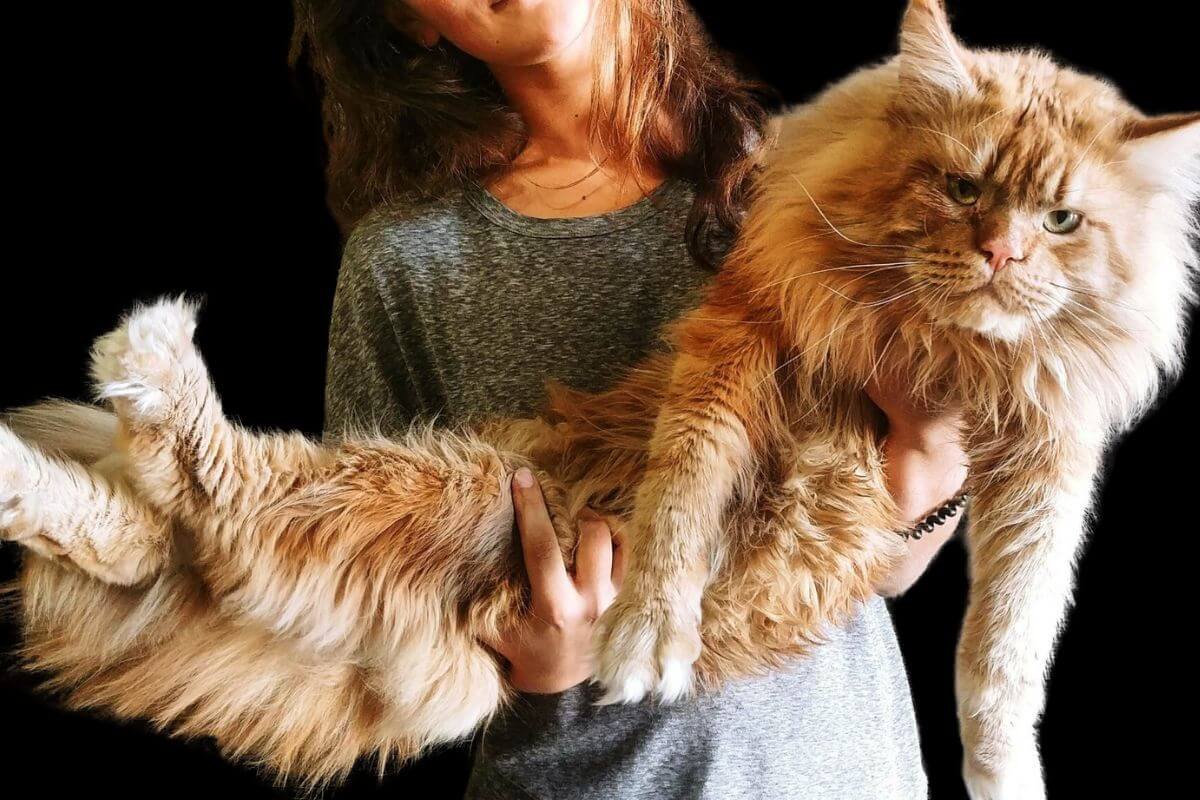 Tudo sobre o Gato Maine Coon: Origem, Características e Cuidados