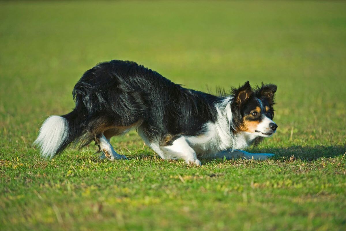 Tudo sobre o Border Collie: Origem, Características e Cuidados