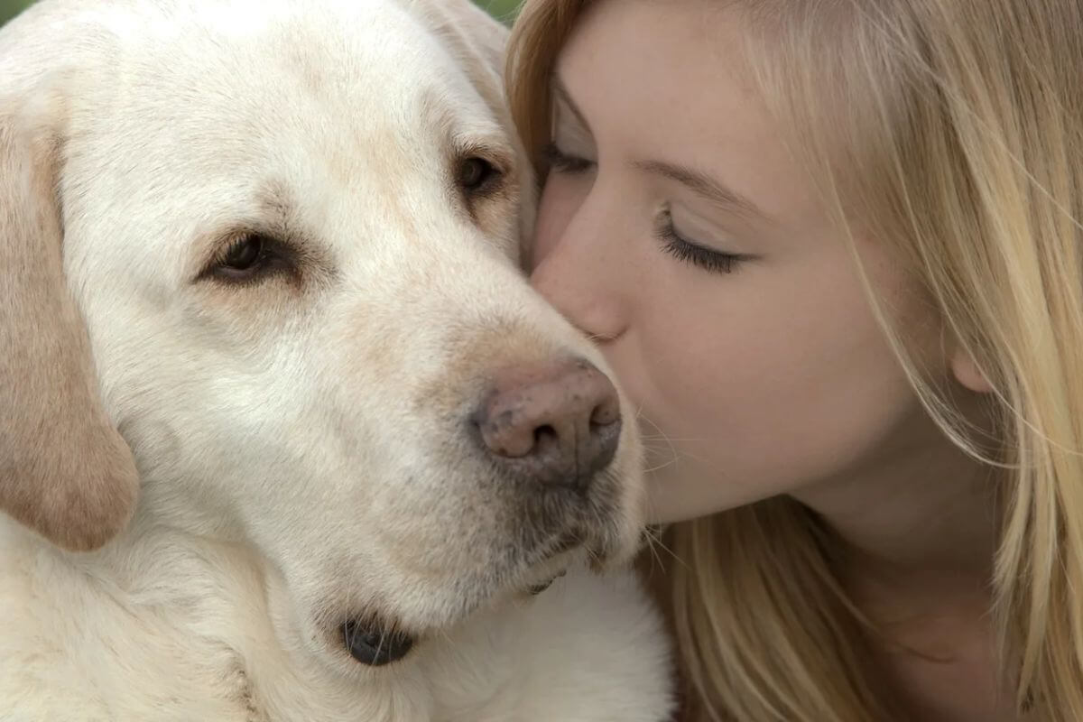 Guia Essencial: Como Cuidar do Seu Melhor Amigo Peludo na Velhice Dicas Cruciais