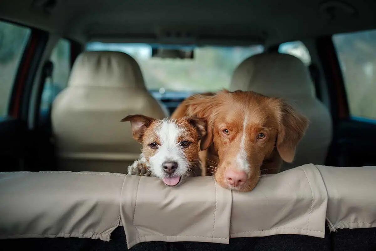 Como Ajudar Cachorro Passando Mal no Carro