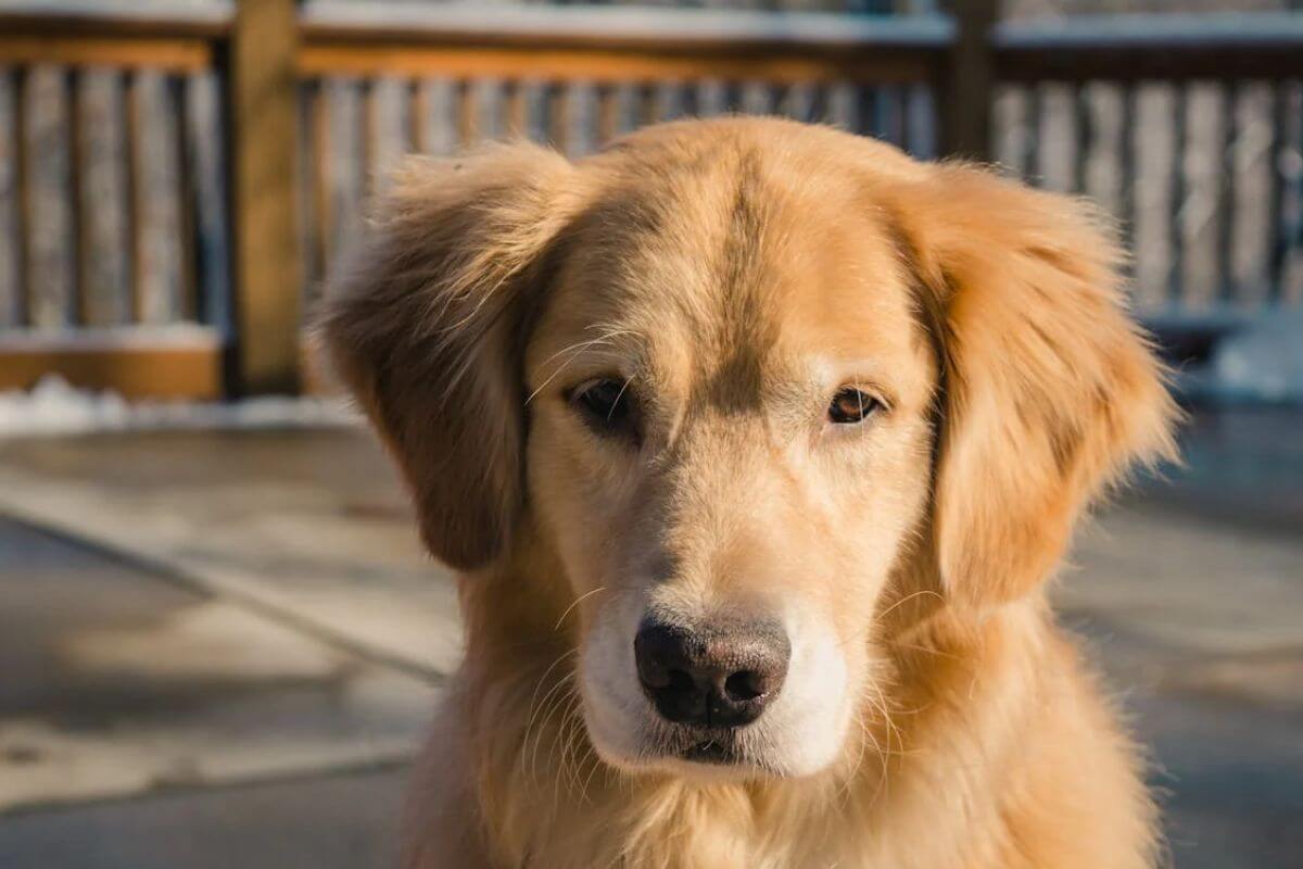 Conheça as Três Raças de Cão Mais Amável