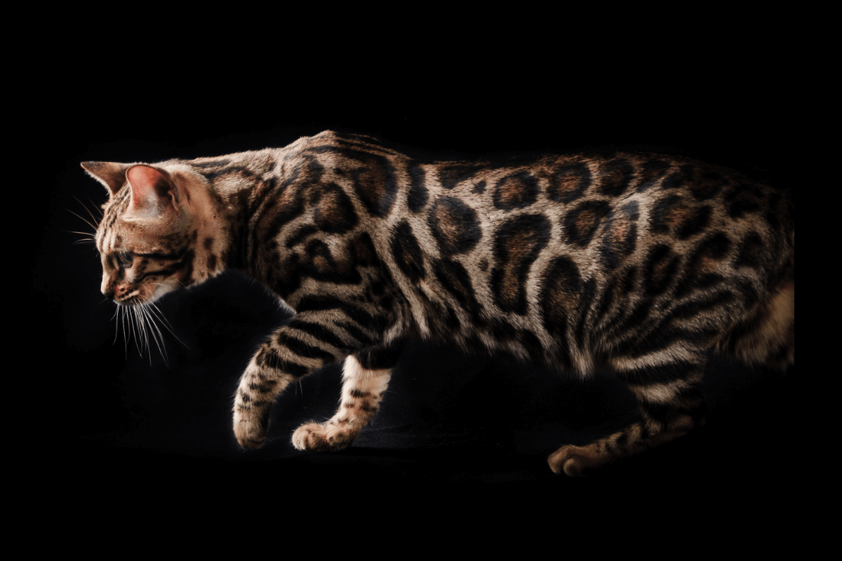 Alimentação Específica para Gato Bengal