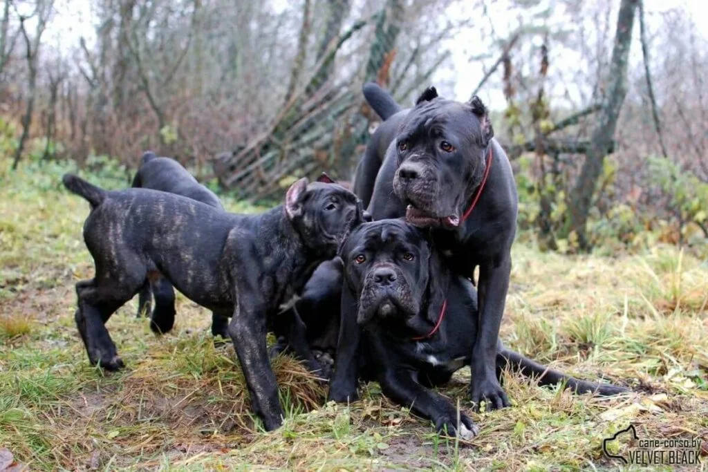 Gigante Cane Corso! Os Segredos dos Cuidados com Filhotes