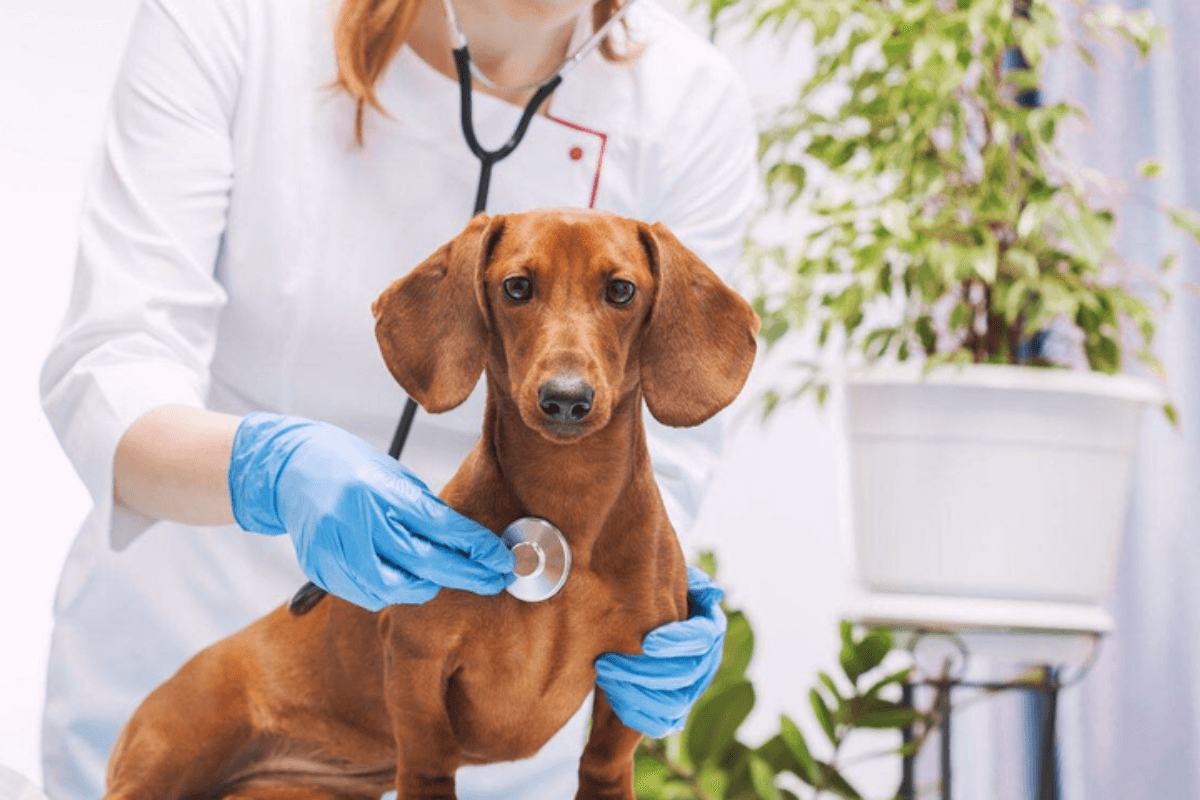 Sintomas de Câncer em Cães e Gatos Detectados Precoce