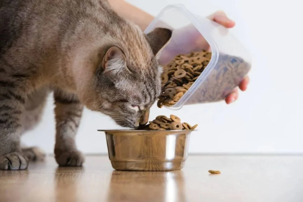 Gatos Curiosidades: alimentação, cuidados e comportamento