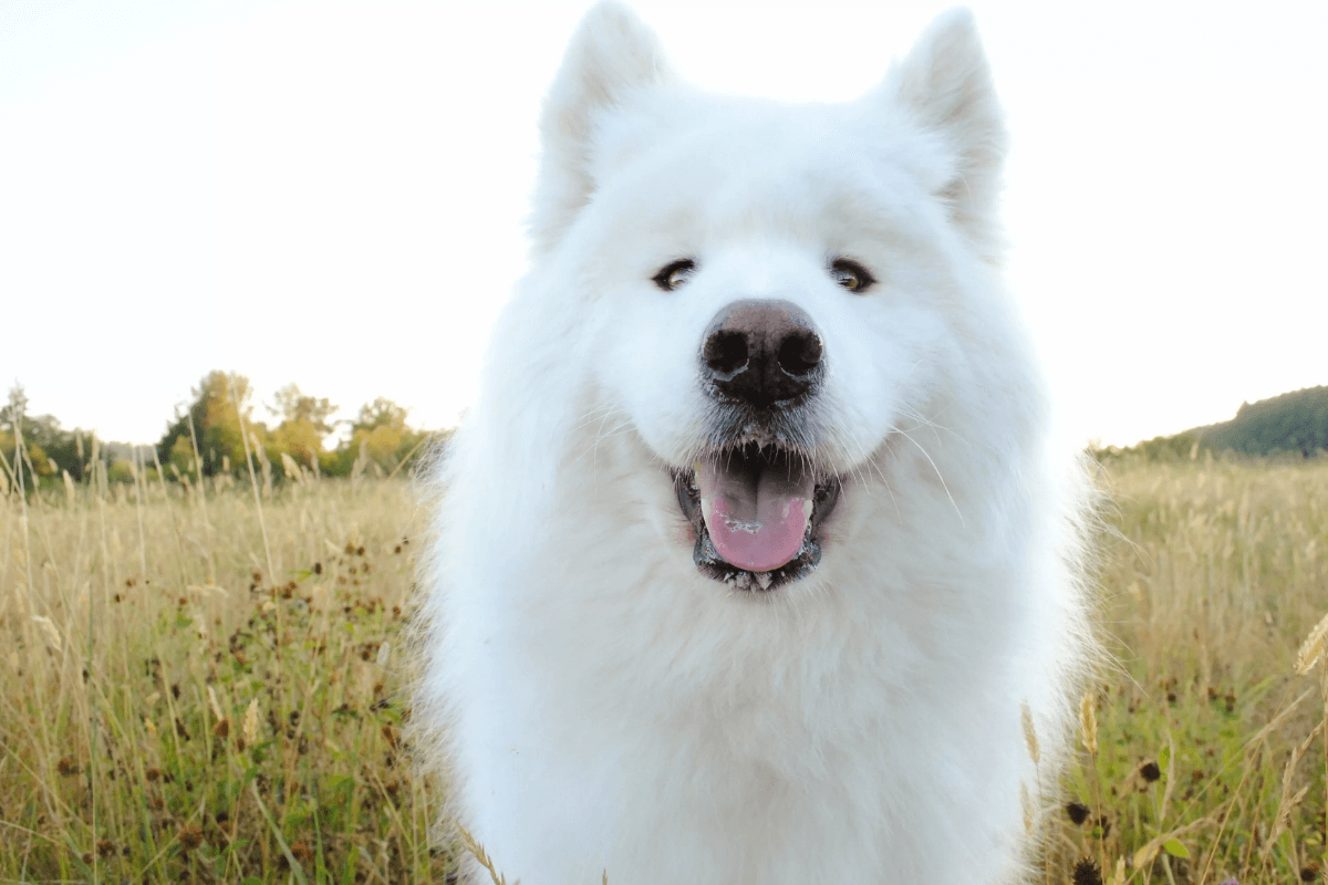 Cão Samoieda: O Companheiro Peludo e Amoroso da Sibéria