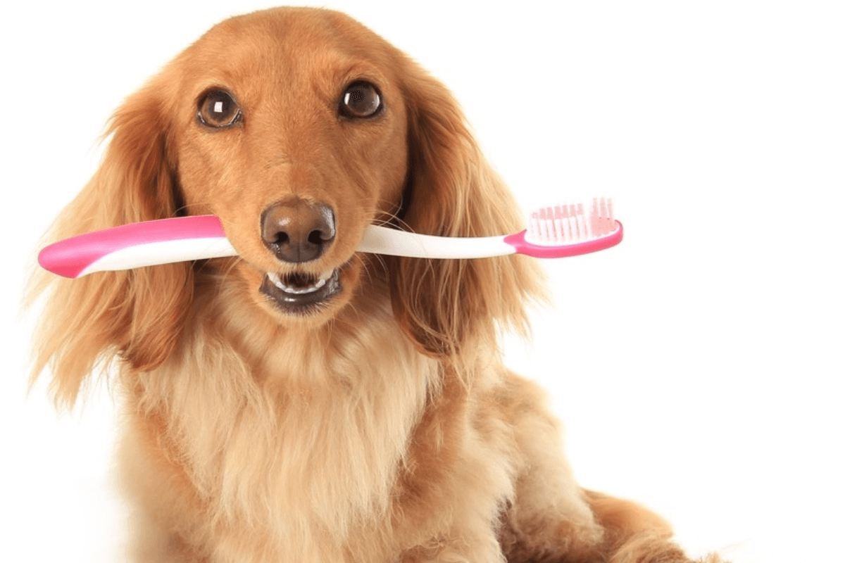 Cuidados Dentários para Cães: Dicas para Manter a Boca Saudável