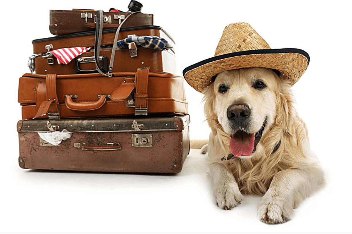 Viagens e Turismo com Pets: Guia Completo para Viajar