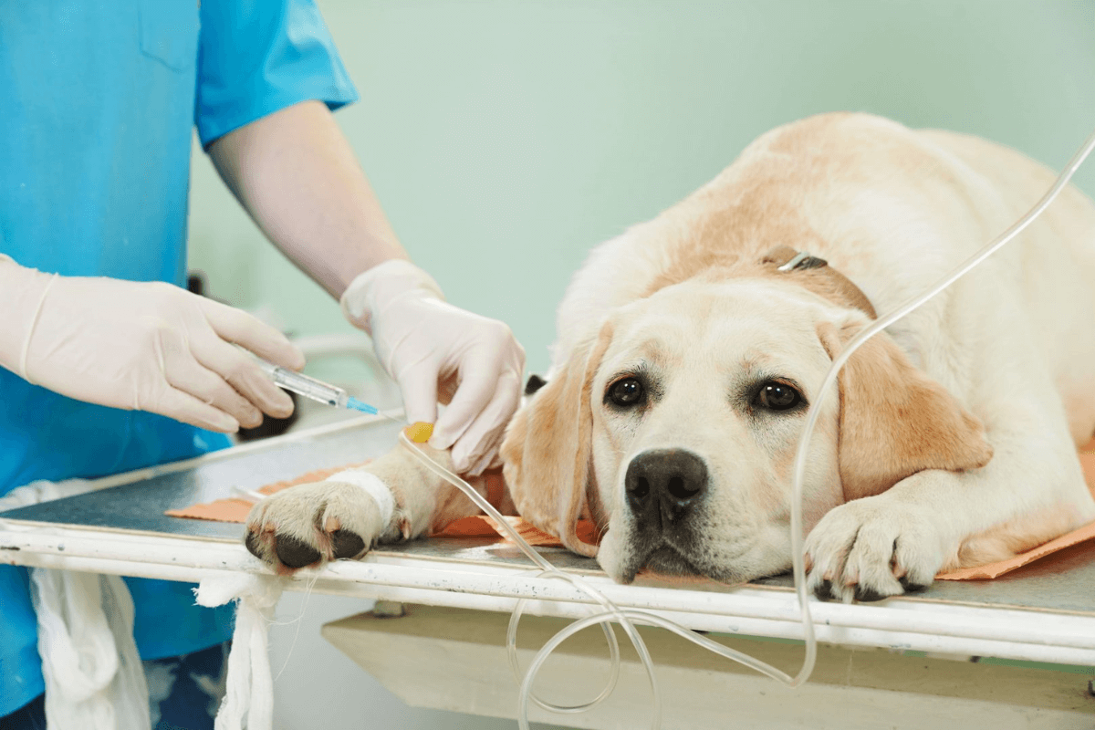 Câncer de Pele em Cães e Gatos: Prevenção e Cuidados