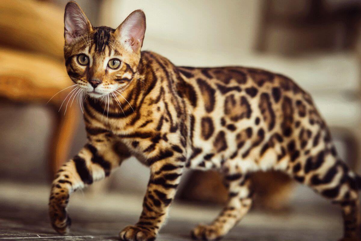 O Encanto Felino: Desvendando os Mistérios do Gato Bengal em Nosso Blog Pet!